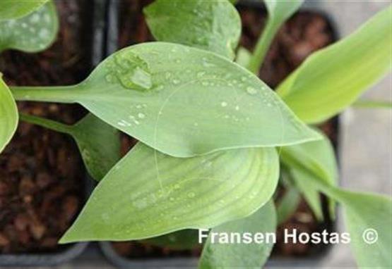 Hosta Bix Blues