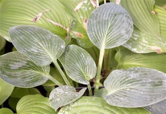Hosta Blaue Wolke