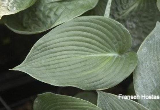 Hosta Blaues Boot