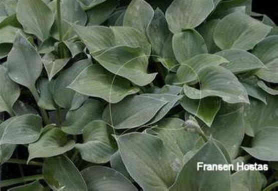 Hosta Blauspecht