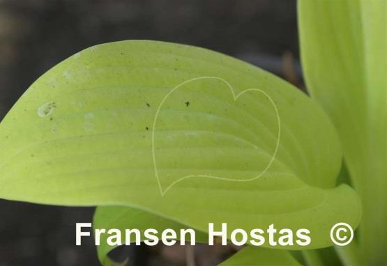 Hosta Blaze of Glory