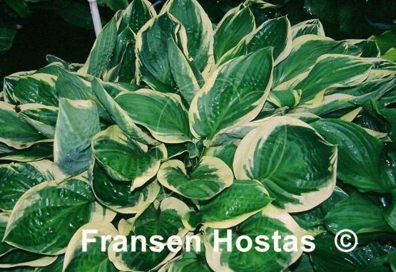 Hosta Blazing Saddles