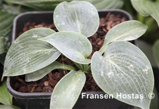 Hosta Blue Beard