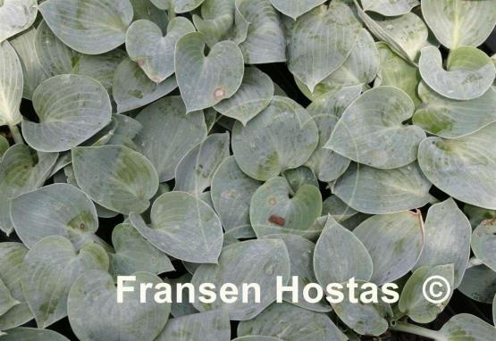 Hosta Blue Chip