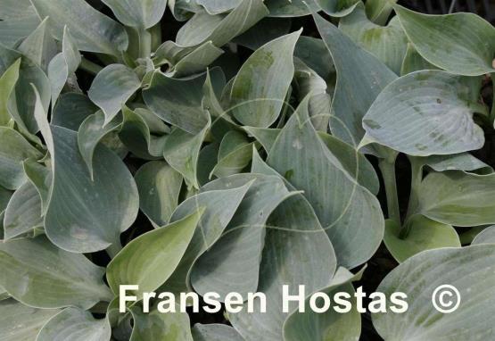 Hosta Blue Clown