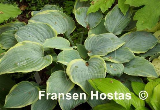 Hosta Blue Flame