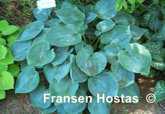 Hosta Blue Moon