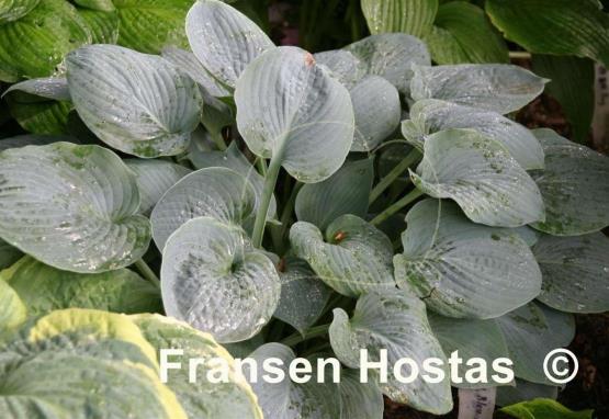 Hosta Blue Moon