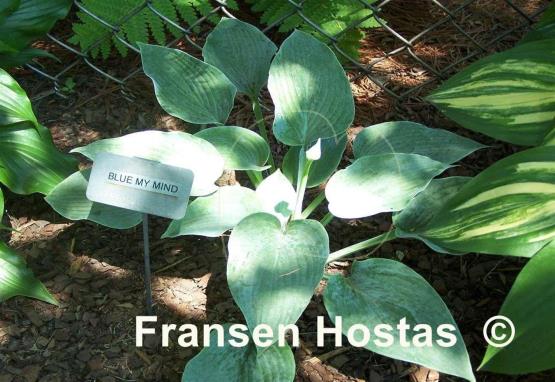Hosta Blue My Mind