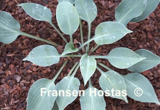 Hosta Blueberry Tart