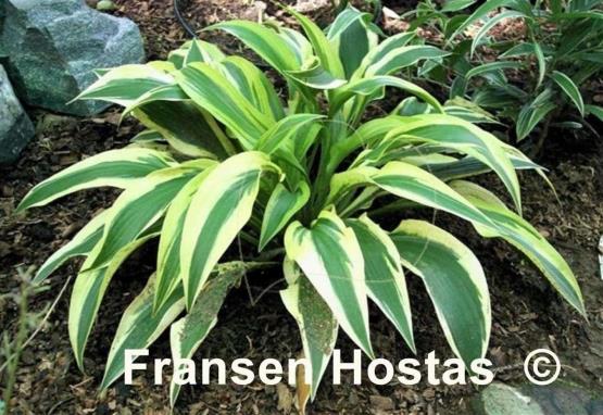 Hosta Bobcat