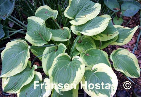Hosta Bold Edger