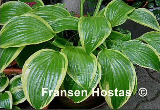 Hosta Bold Ribbons
