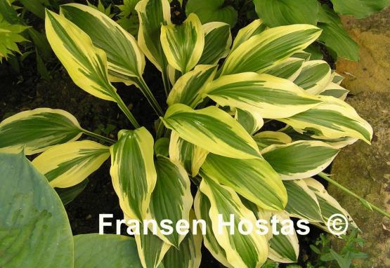 Hosta Bold Ribbons