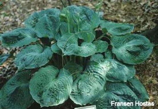 Hosta Bold Ruffles