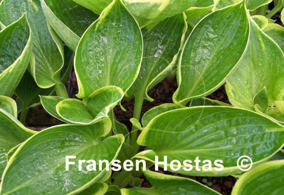 Hosta Border Favourite