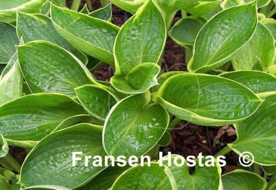Hosta Border Favourite