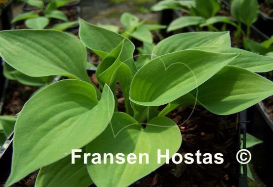 Hosta Brash and Sassy