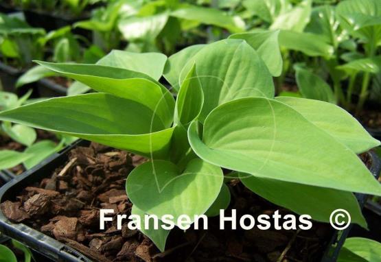 Hosta Brash and Sassy