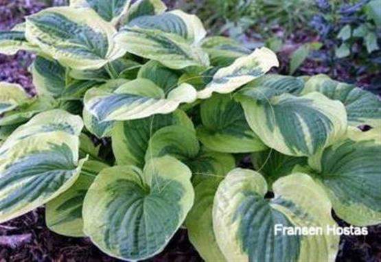 Hosta Breeder's Choice