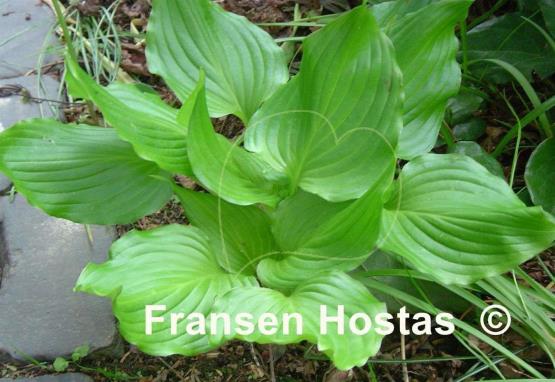 Hosta Bridegroom