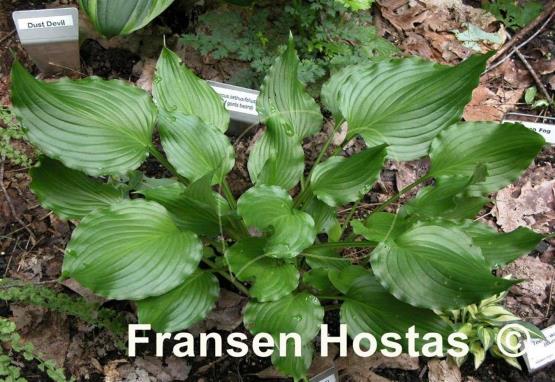 Hosta Bridegroom