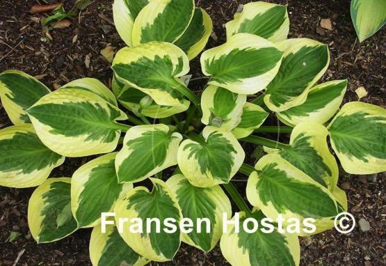 Hosta Brim Cup