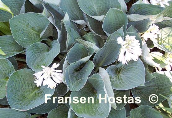 Hosta Brother Ronald