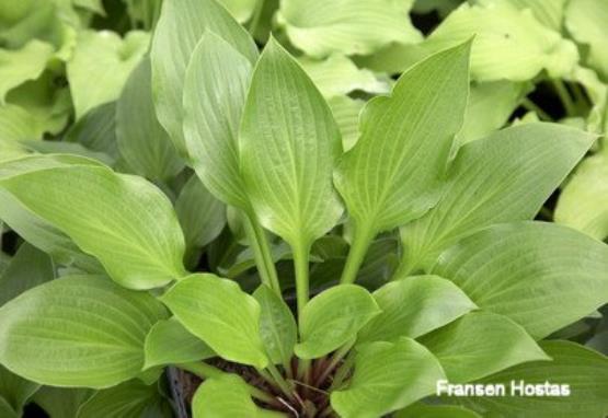 Hosta Bubba