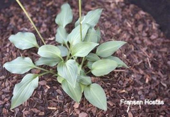 Hosta Burke's Dwarf