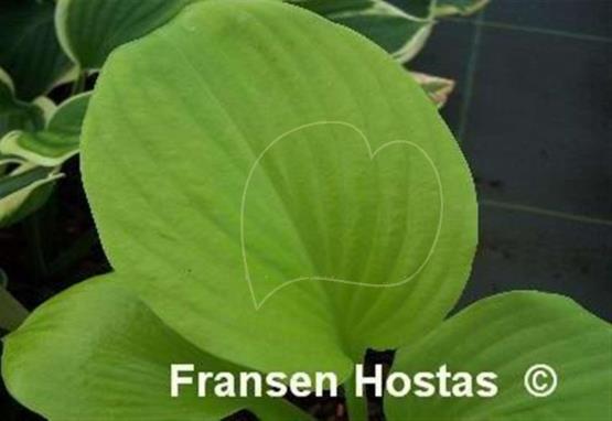 Hosta Buster