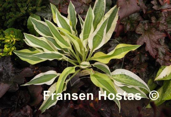 Hosta Cabaret