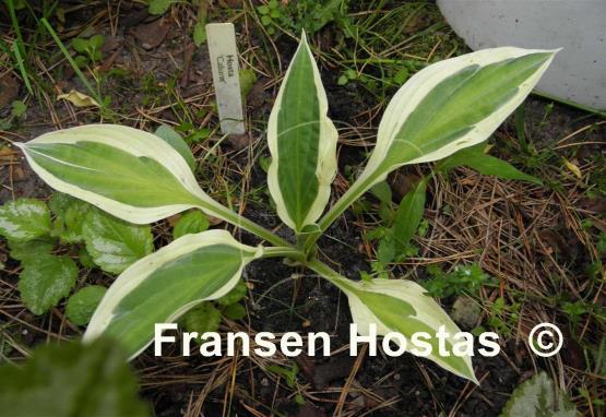 Hosta Cabaret