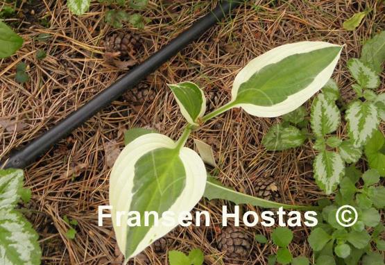 Hosta Cabaret