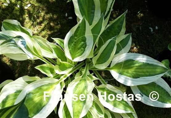 Hosta Cabaret