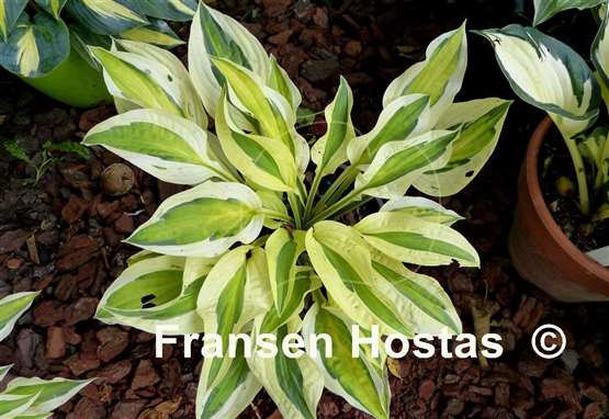 Hosta Cabaret
