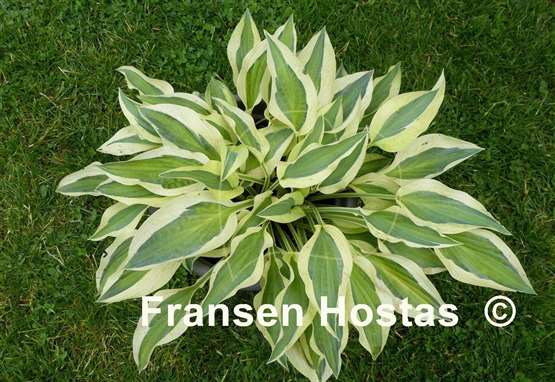 Hosta Cabaret