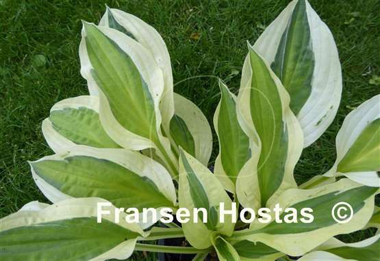Hosta Cabaret