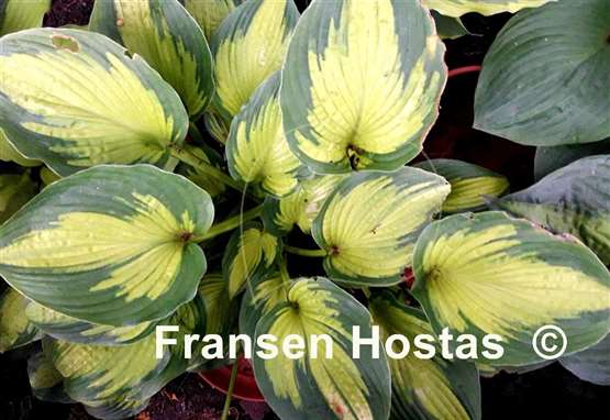 Hosta Cadillac