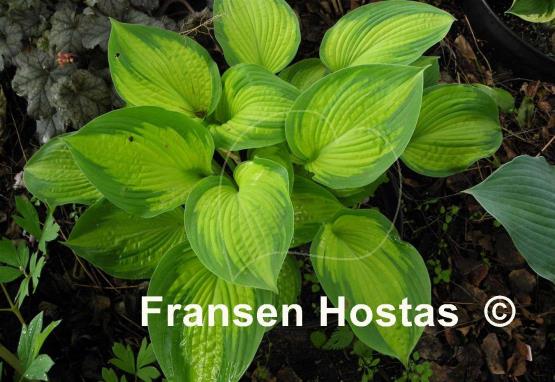 Hosta Cadillac