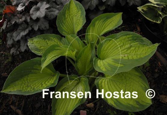 Hosta Cadillac