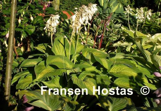 Hosta Cadillac