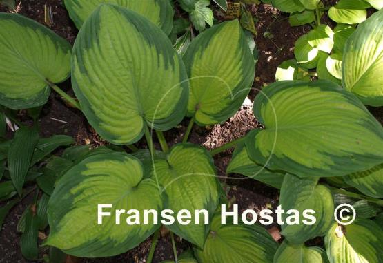 Hosta Cadillac