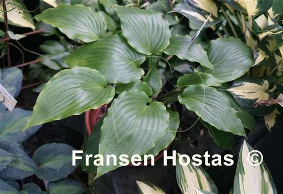 Hosta Cadiz Springs