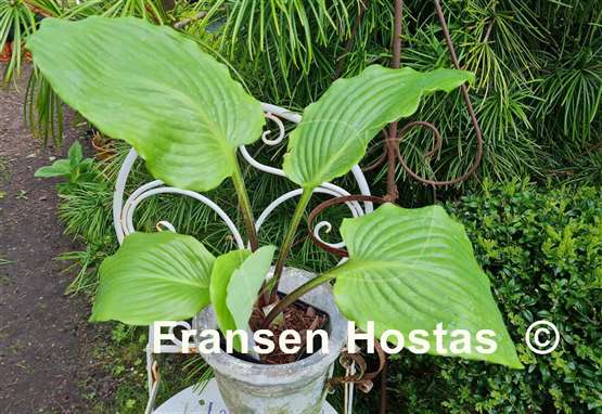 Hosta Cadiz Springs