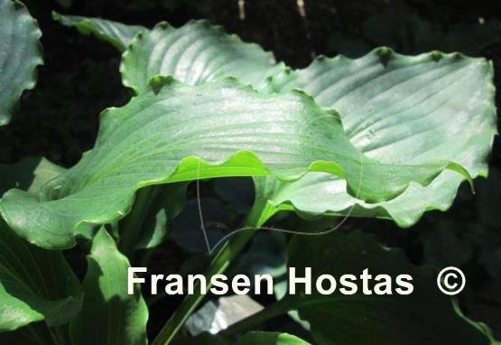 Hosta Cadiz Springs
