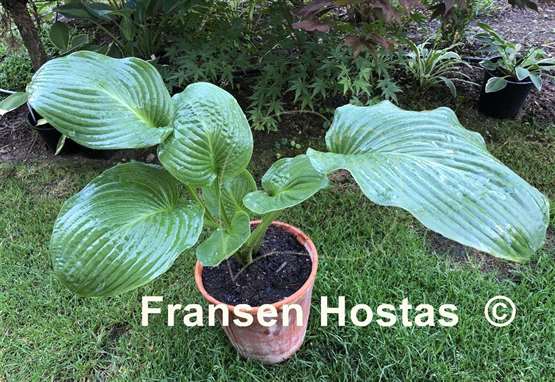 Hosta Caid Man