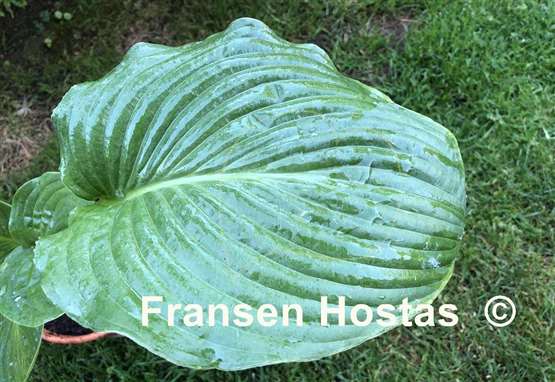 Hosta Caid Man