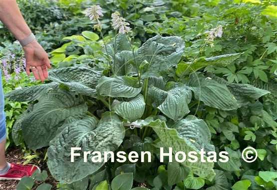 Hosta Caid Man