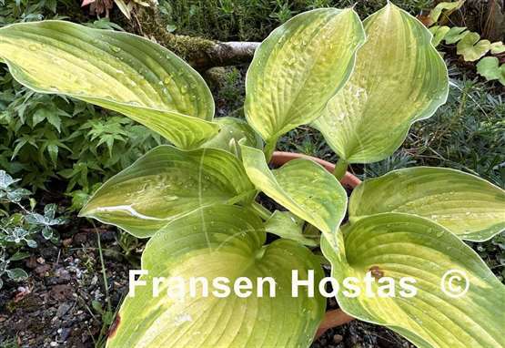 Hosta California Gold Rush